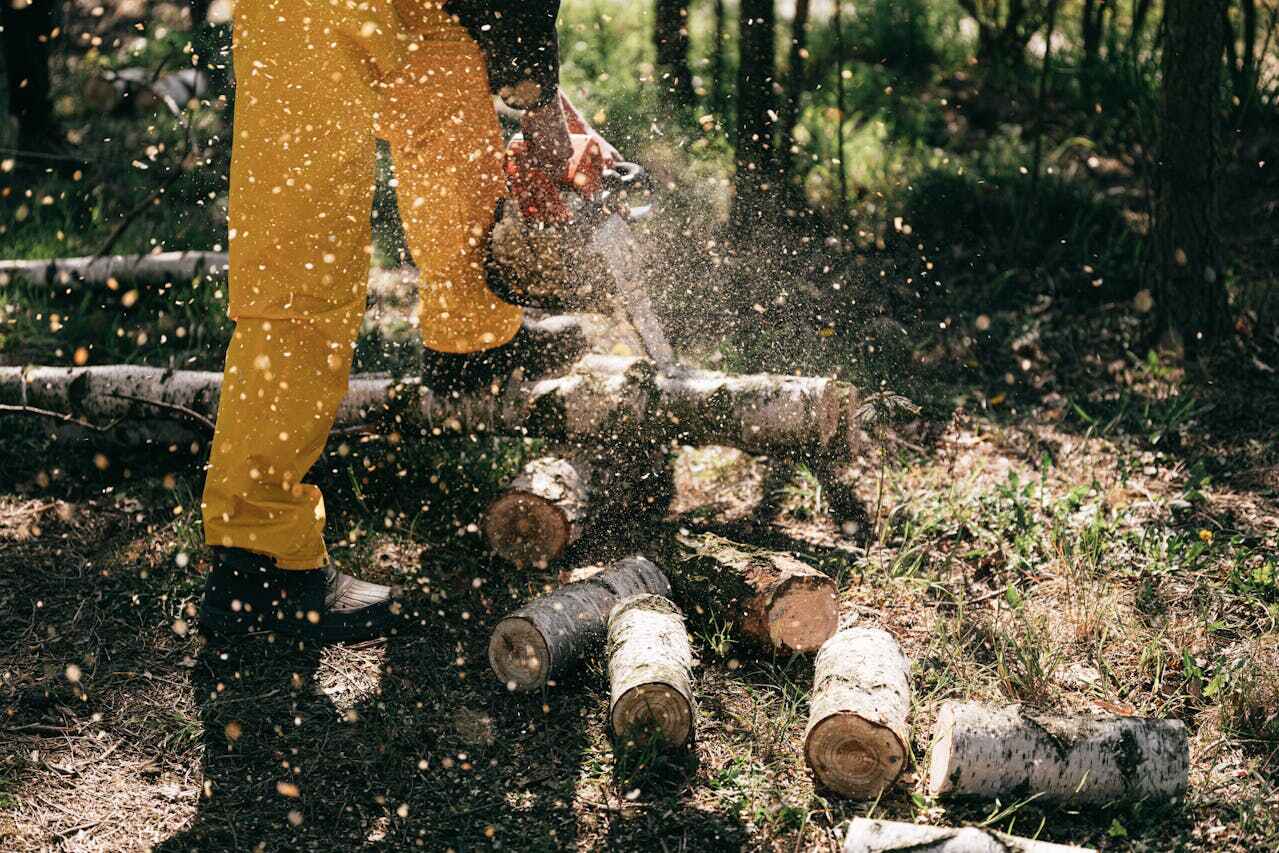 The Steps Involved in Our Tree Care Process in Friendswood, TX